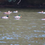 マガモ、ミコアイサ、ホシハジロ、カイツブリ