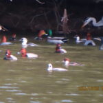 野鳥の群れ／百舌鳥古墳群