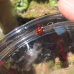 カメノコテントウ