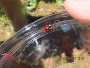 カメノコテントウ