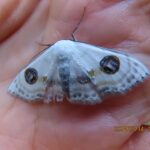 クロスジオオシロヒメシ