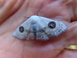 クロスジオオシロヒメシ