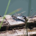 シオカラトンボ交尾