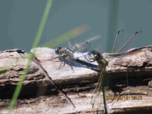 シオカラトンボ交尾