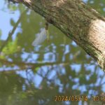 シオカラトンボ孵化