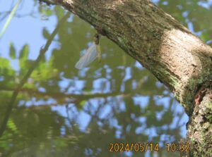 シオカラトンボ孵化