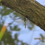 シオカラトンボ孵化