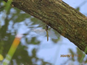 シオカラトンボ孵化