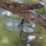 シオカラトンボ孵化