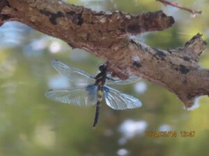 シオカラトンボ孵化