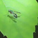 マダラホソアシナガバエ