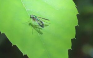 マダラホソアシナガバエ