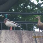 取り残されたマガモ♂♀