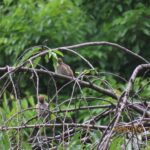 スズメ（幼鳥？）