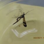 ヤマトシリアゲ