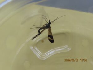 ヤマトシリアゲ