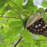 卵産み付けている