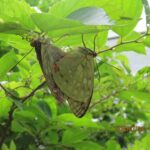 オオムラサキ交尾