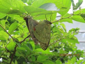 オオムラサキ交尾