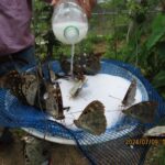 餌を吸っています