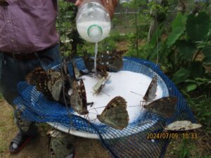 餌を吸っています