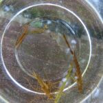 ハグロトンボのヤゴ