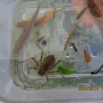 コヤマトンボのヤゴ