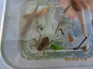 コヤマトンボのヤゴ