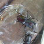 ノコギリクワガタの雄と雌