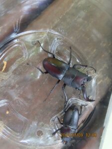 ノコギリクワガタの雄と雌