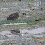 ゴイサギ幼鳥（ホシゴイ）（北池）