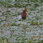 アカガシラサギ（北池）