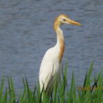 アマサギ（北池）