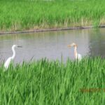 コサギ＆アマサギ（北池）
