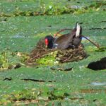 バンと巣（北池）