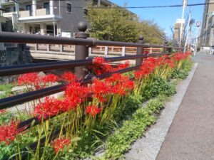 彼岸花、10月