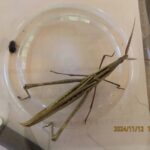 ショウリョウバッタ