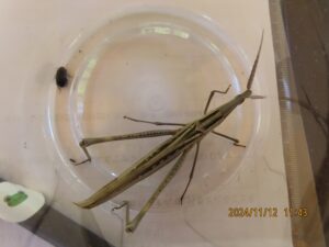 ショウリョウバッタ