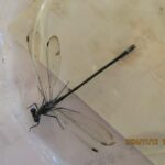 クロイトトンボ