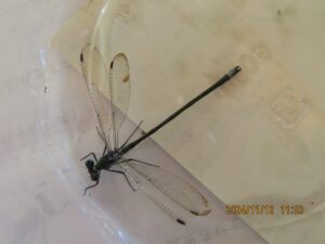 クロイトトンボ