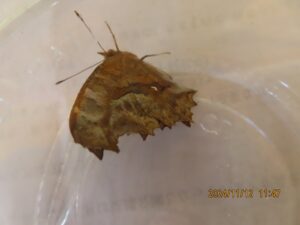 キタテハ（裏）