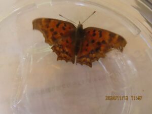 キタテハ（表）