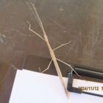 タイワンナナフシ