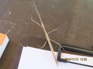 タイワンナナフシ