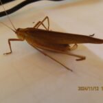 セスジツユムシ