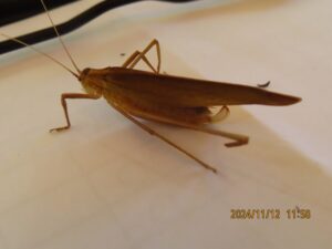 セスジツユムシ