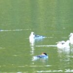 ミコアイサ（集団）