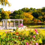 バラ園/大阪府立とんぼ池公園(岸和田市)