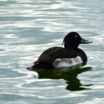 キンクロハジロ