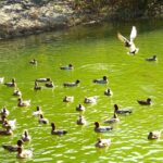 ヒドリガモ集団